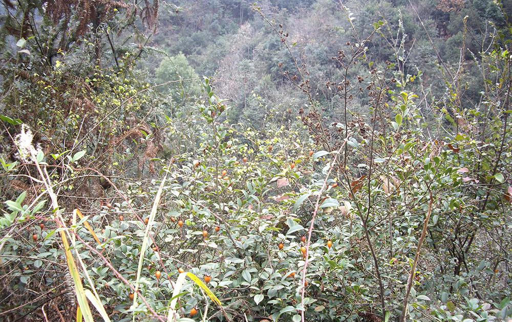  「熬糖」过去用来熬糖，如今用来酿酒，市场价30元一斤，农民却