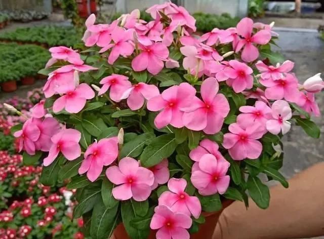「植物」三月初,这“四朵花”任意养长,枝叶绿,花开,一年到头都在开花