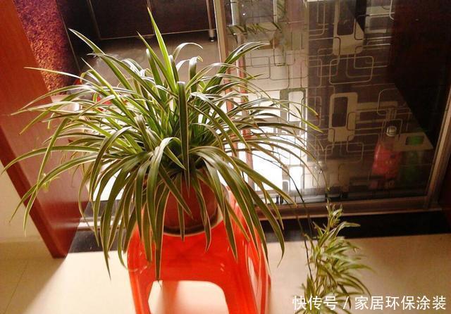  [一大]吊兰养成老桩一大盆，这没什么难的！有吊兰都能养出来