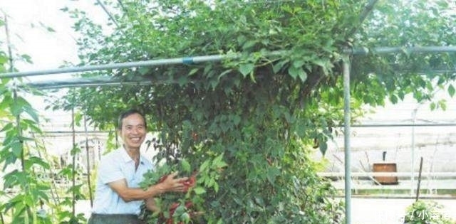  [辣椒]农民种植的新型“辣椒树”2米多高亩产4万斤一年四季都可
