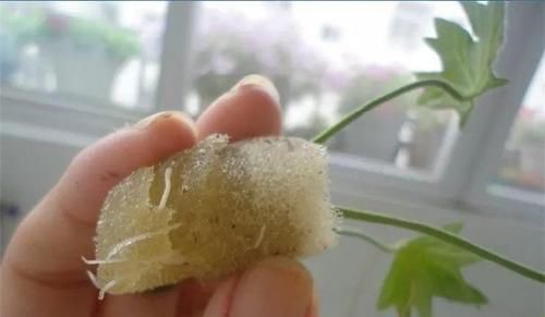  【图片作者】朋友借了几片花叶子，结果扦插繁殖一阳台，最后还了20盆！