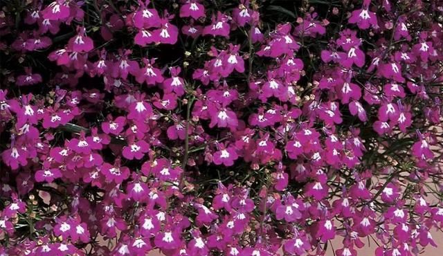  『锦簇』开花锦簇美不胜收，翠蝶花养护起来真简单，做成盆景真好看！