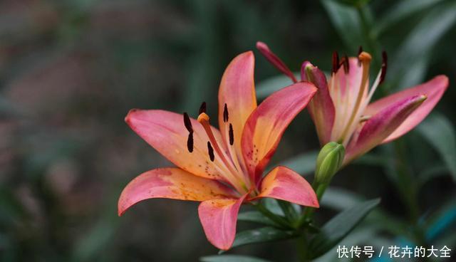 实用|3种花适合养在室内,好养易活不操心,开花爆盆很实用,夏天赏花