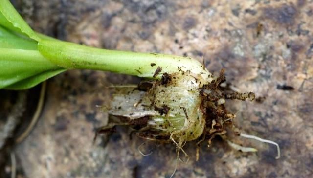  谨记■请谨记此“野草”，家乡见到，要重视，当今130元一斤