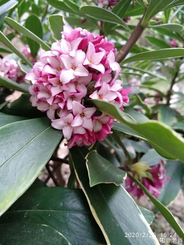  开出漂亮■阳春三月，出门踏青，原来有这么多漂亮花！