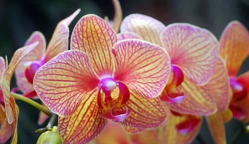  「美满」家养3种“甜蜜”花，爱情美满，天天开心，每天都是幸福的味道