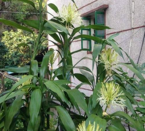  『营养』养富贵竹，一月喝两次“营养水”，绿叶狂窜上房，开花香好兆头
