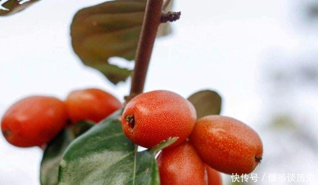  「果实」人称“羊奶果”，小时候常常吃，如今城里盆栽做盆景，已成稀罕货