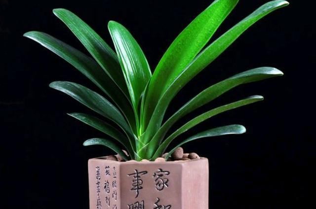 『呼呼』君子兰翻盆,盆底放点“宝贝”,呼呼长大白根,春节就开花
