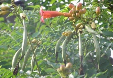  『棕色』凌霄翠叶团团如盖，花大色艳，繁花艳彩