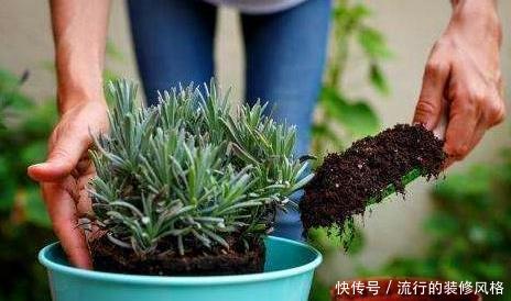  【腐殖土】养花就用这种“万能土”，1年不施肥，叶子疯长，养啥都“爆”！