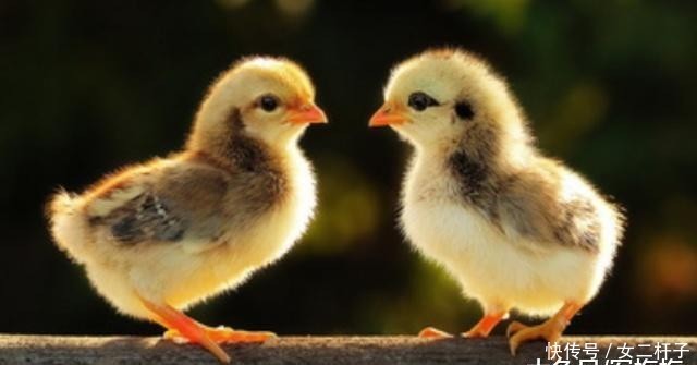  养猪：鸡在农村很常见，但它的寿命又是多少呢？大多都不知道