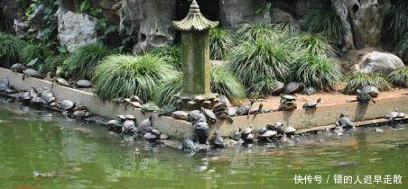 找准农业项目太难了，要想赚钱，这三个特种养殖项目值得考虑！