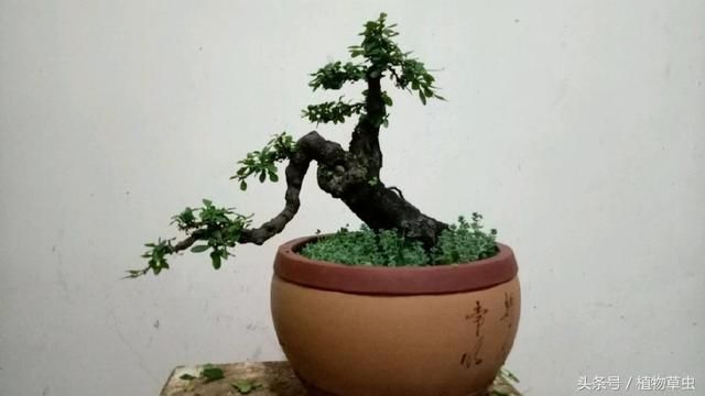 实图分享小叶鼠李盆景剃头理发前后对比图,盆景就该这样折腾