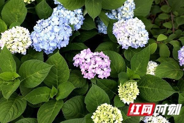  【植物园】湖南规模最大、花色最全的绣球花展，正在初夏绽放