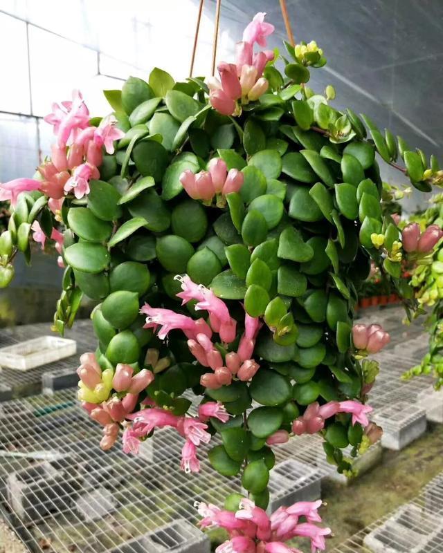  「喜欢的吊兰」2种吊兰花，春天剪根枝，插土里2周成活，疯长爆芽控制不住！