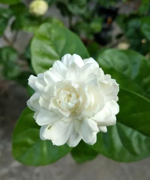 家里■3种花“疾病”不喜欢,家里养1盆,一家老小身体好!
