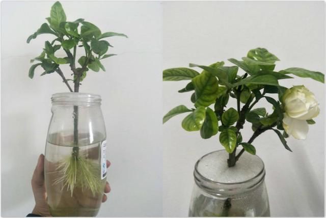  【就能开】6种花，最适合水养，一开花就是好几个月！
