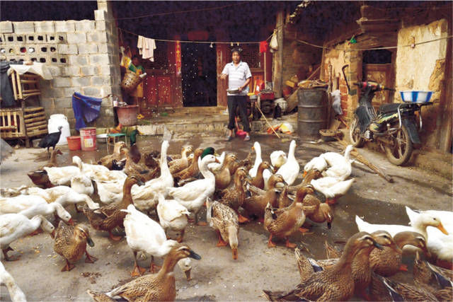  「家里」农村家养的鸭子16一斤，集市上烤鸭16一只，不怕赔钱吗