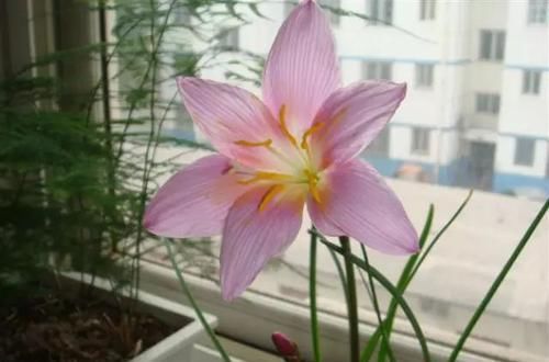  『常见』30种 · 野外常见植物，你叫啥？