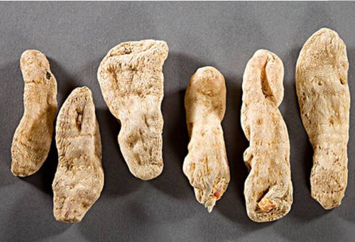 农村一植物，被人们肆意挖掘，一斤60元轻松致富