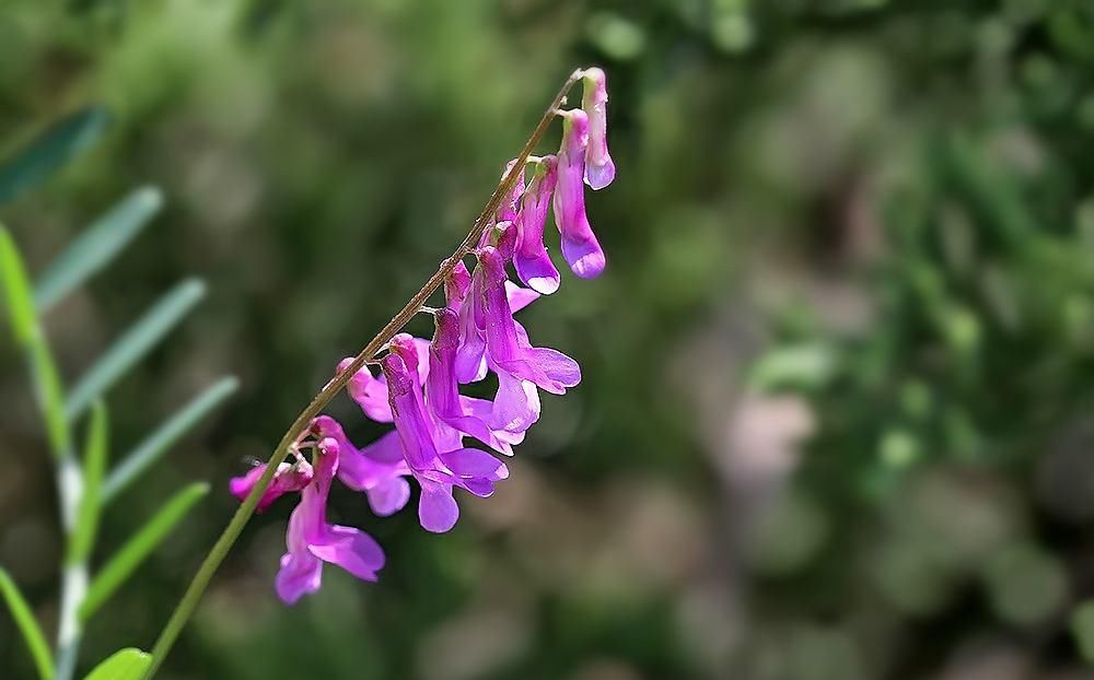  『野豌豆』这种野生豌豆堪比山珍，掐点嫩芽唇齿留香，揪点种子自家就能种