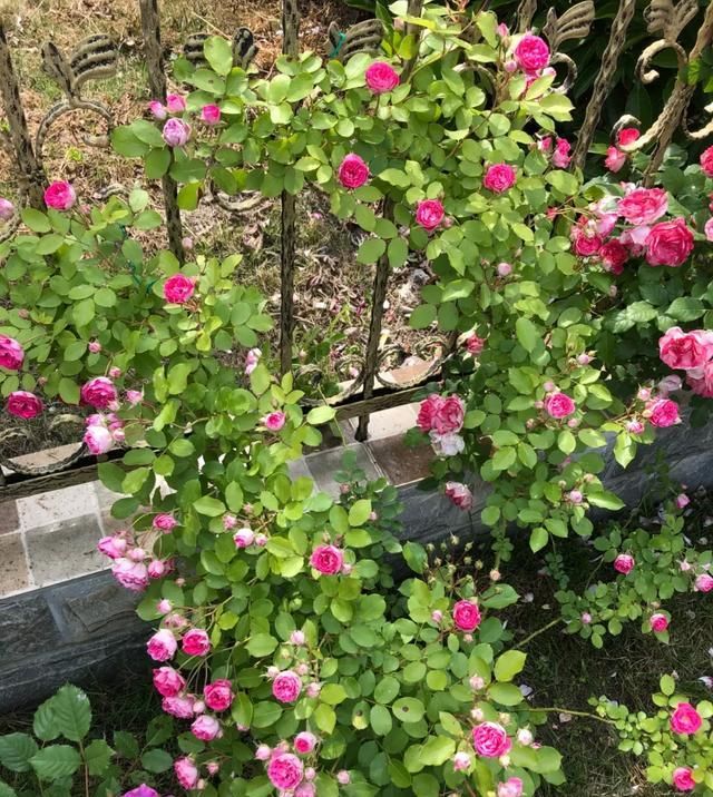  『丰花性好』狼家自育的表现到底如何，戳进来看看花友们的大实话