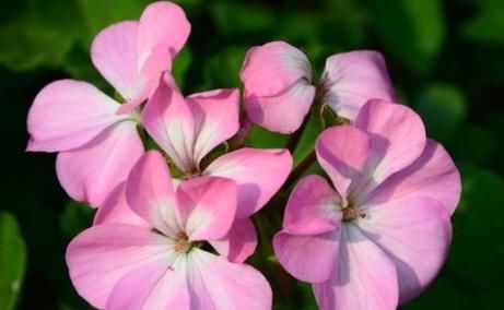  #光照#这些菊花是天然的香水，开花后比香水还香，耐寒耐旱易成活