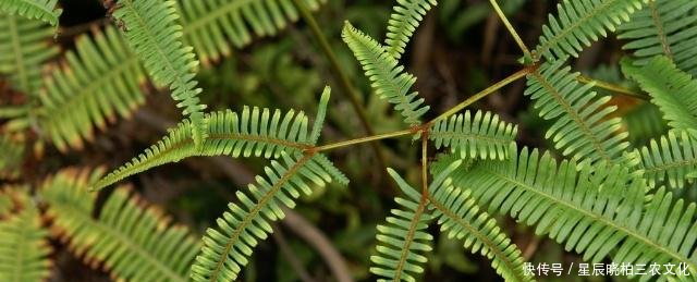 这种野草在乡村经常见，原来当柴火，却没发现它是探金草！