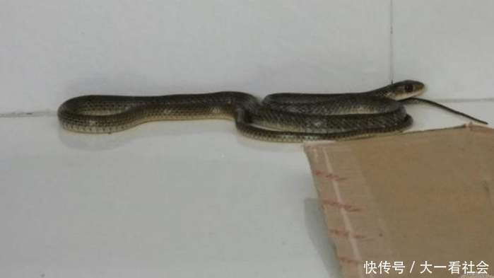 有种说法蛇进家不能打死, 传言是真是假, 真相让你吃惊