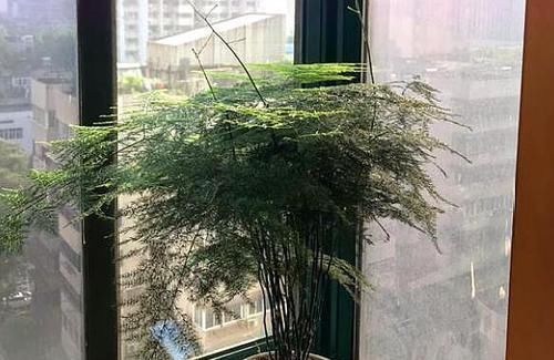  [花结果]高手养文竹，都这样“操作”，年年开花又“结果”，太棒了
