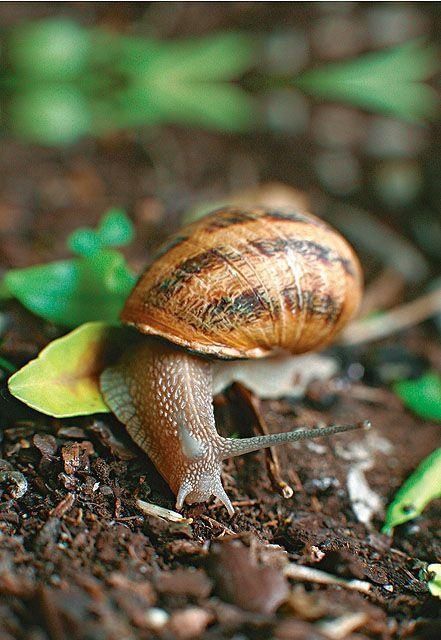 吃也要考究,每日以粟米,麦,大豆混合成的饲料喂饲一次,蜗牛每日有营养