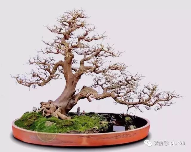 这种盆景枝繁叶茂，终年不谢！