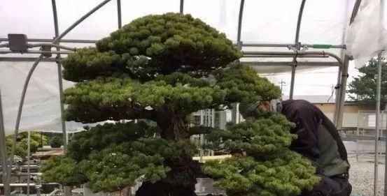 岁寒三友,一组松树盆景佳作欣赏