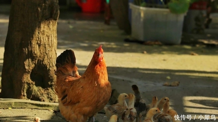曾被“疯抢”的土鸡，如今拿到城里却没人买，农民：这是为啥？