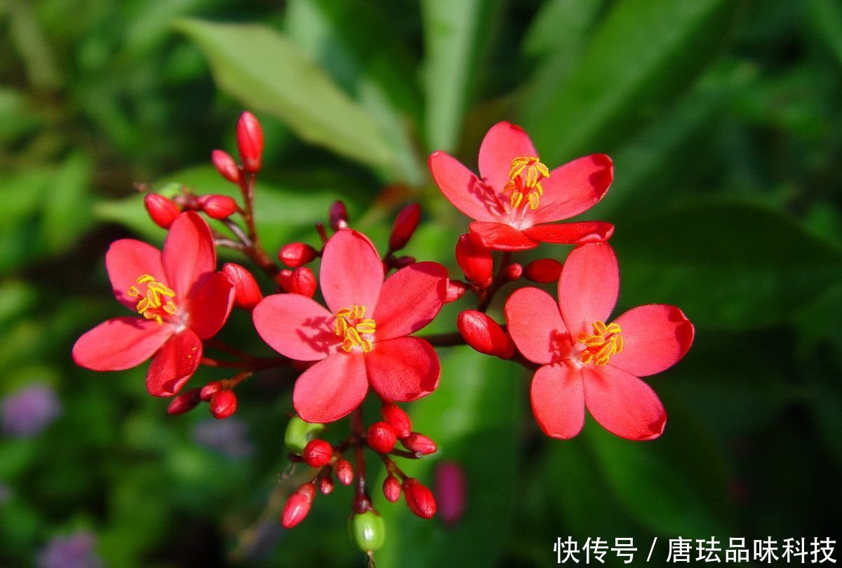  『金苞』城市罕见的3种花，铁线莲、金苞花、琴叶珊瑚，养过的人不多