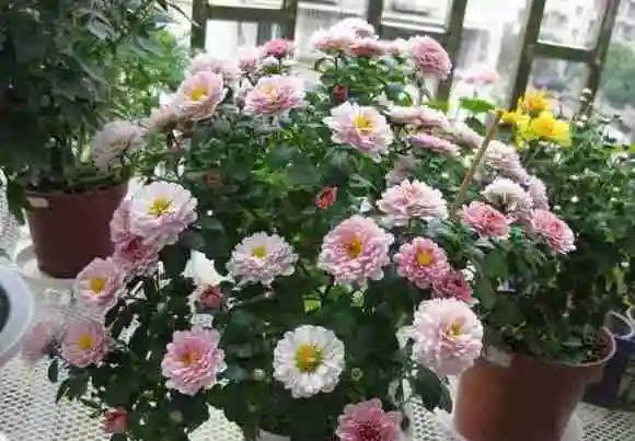  「最适宜温度」防盗窗养这8盆花，养成大花球，四季开不停，邻居看了都眼红！