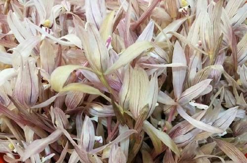  【喜欢养兰】养几盆兰花，收少许花瓣，泡几杯兰花茶，生活就该这么简单