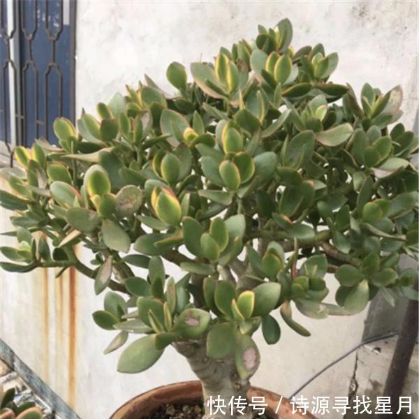  「漂亮」这几种多肉有毒！虽然漂亮 但家里有孩子的话最好还是不要养殖了