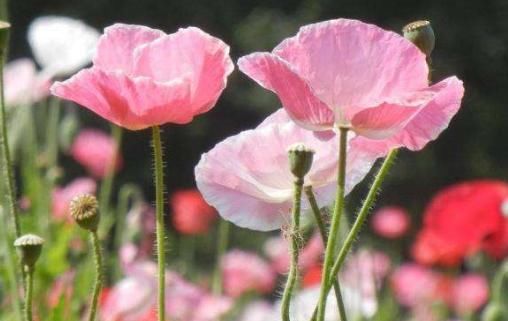  「观赏价值」俗话说一花一世界，家里养上这些花草，空气清新，观赏价值也极高