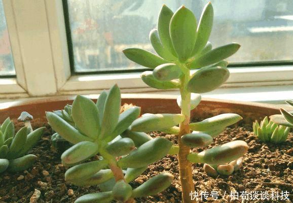  『光照』多肉出现徒长了？揪掉叶子，能变成老桩吗？这个想法“大错”