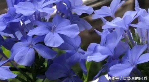 『花儿』看到一种“蓝色的花”，叶子郁郁葱葱，花儿清淡清爽，茁壮成长