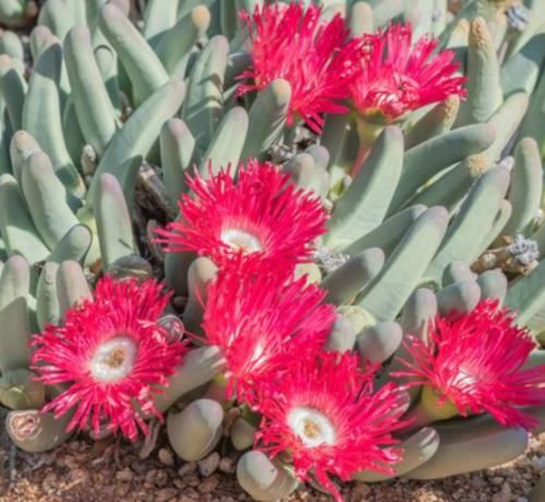 世界上最“任性”的沙漠，长满多肉和鲜花，还生长着近3000种植物