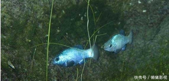 沙漠中的水生动物——沙漠鱼