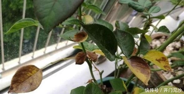  时间■月季叶片为何再也不是健康的绿色，总是爱发黄，赶紧看过来！