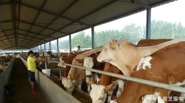  「养殖」农村养殖好项目有哪些？