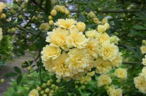 「庭院」蔷薇黄木香,花香芬芳,花朵小巧美丽,开花灿烂如锦绣,太美了