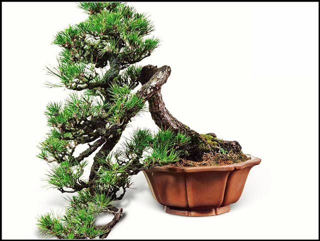 农民用来当柴烧，盆栽挺漂亮，我见到挖一棵做盆景