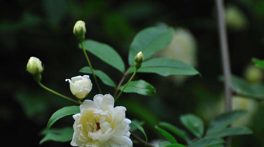  桂花香■1种花零下冻不死,沾土就活,比桂花香10倍,3个月变花海!