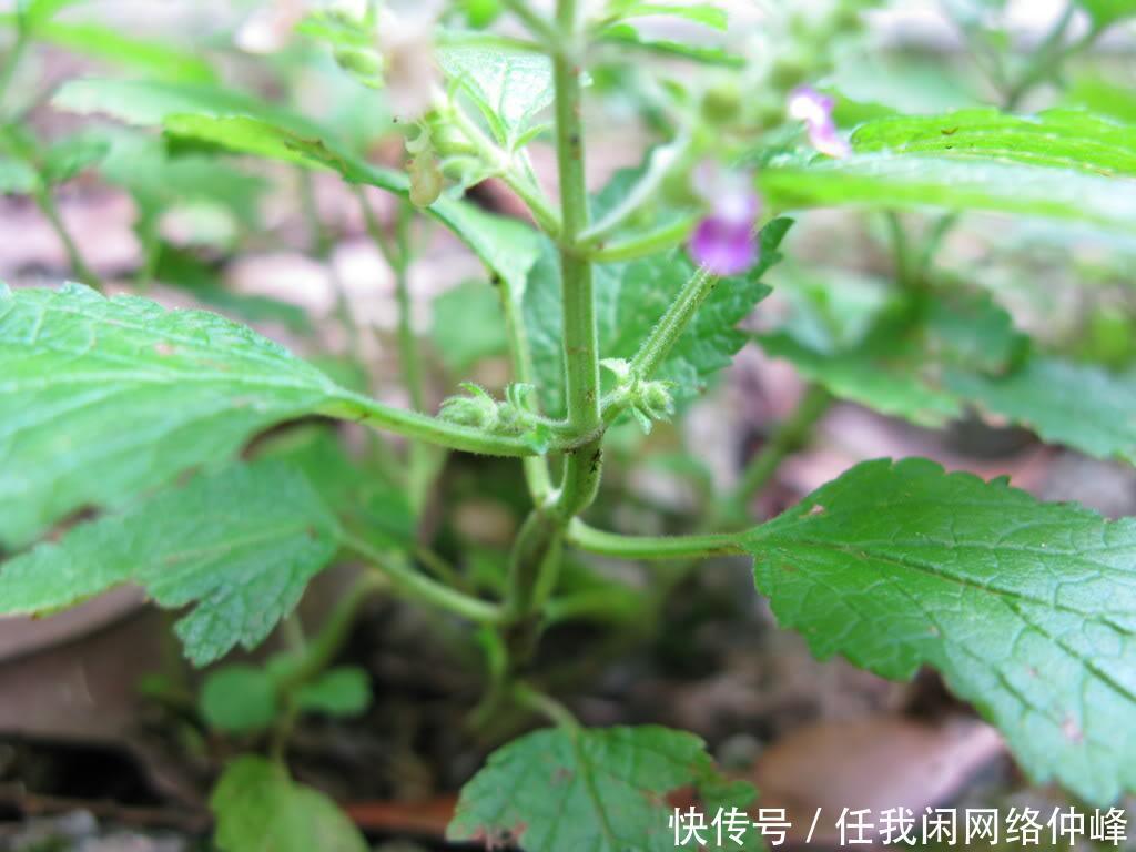 农村山里一种野草，蛇见到就怕，人称“血见愁”，是治蛇伤良药